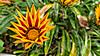 Mittagsgold (Gazania rigens)