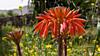 Baumaloe (Aloe arborescens)