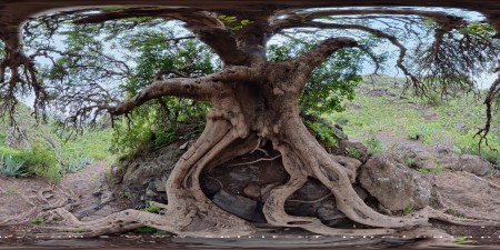 Baum am Barranco del Igueste, Teneriffa